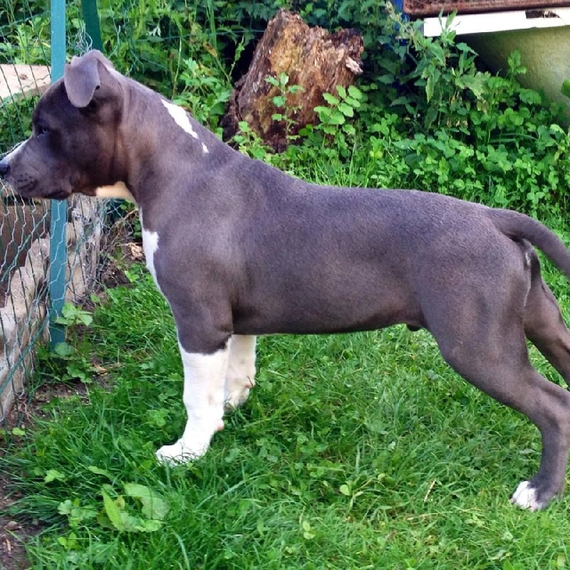 Jango blue isko Enjoy Amstaff