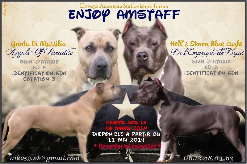 Enjoy Amstaff - American Staffordshire Terrier - Portée née le 16/03/2014