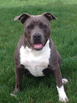 Jolia Enjoy Amstaff
