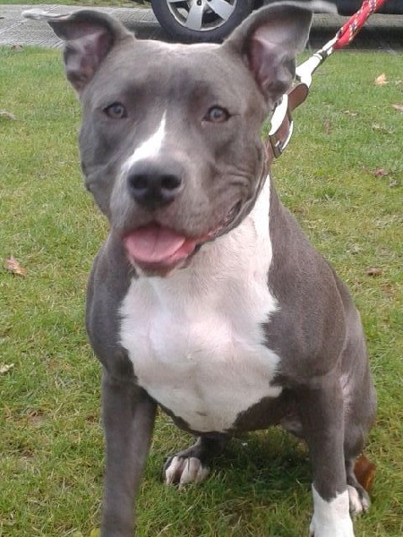 Joyce Enjoy Amstaff