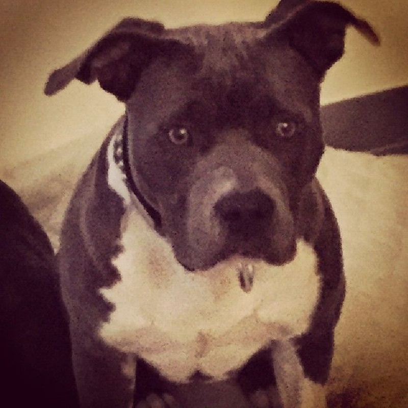 Jazy blue bely Enjoy Amstaff