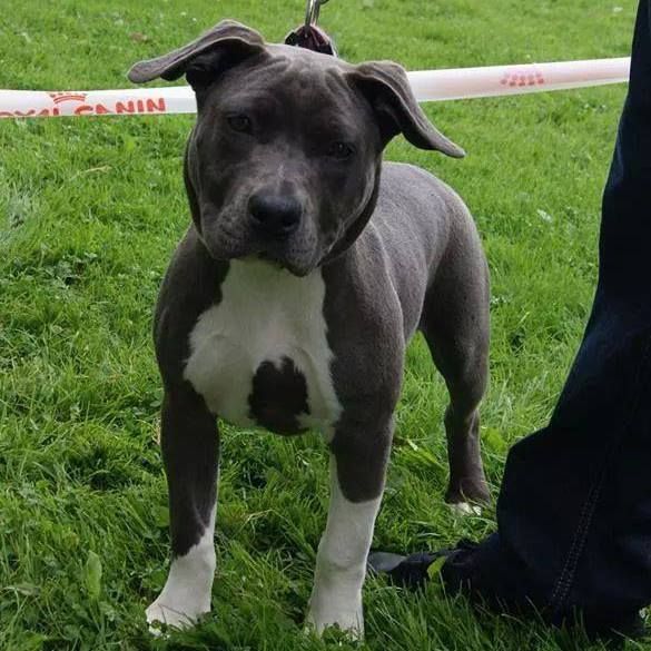 Jamaica blue pearl Enjoy Amstaff