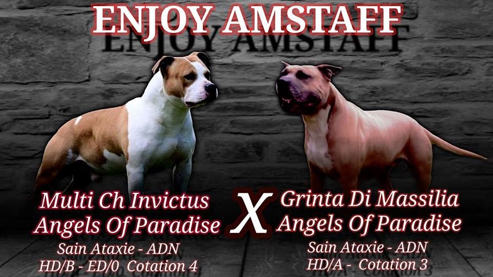 Enjoy Amstaff - American Staffordshire Terrier - Portée née le 09/09/2017